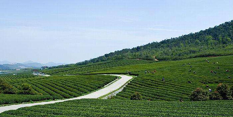 苏州市吴中区越溪街道旺山村旺山景区内地 址--/ 5分4农耕园旺山路