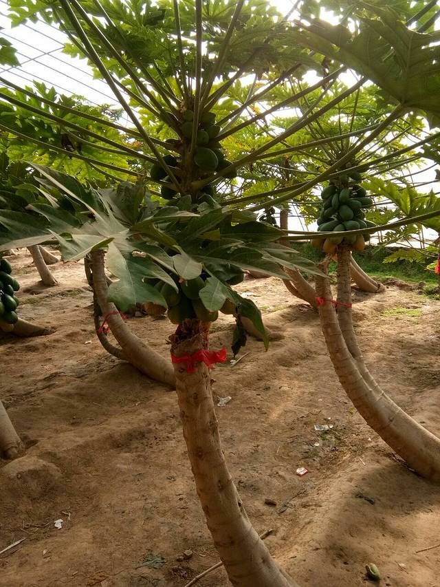 九龙湾生态农业园