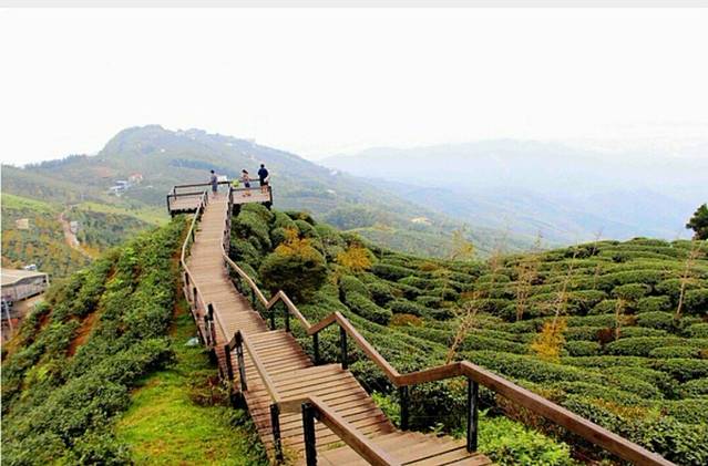 Dalunshan Tea Garden Ginkgo Forest
