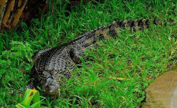 兰卡威鳄鱼公园