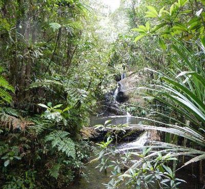 苏瓦内陆森林公园