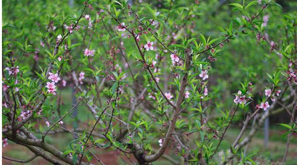 西丽水库桃花林