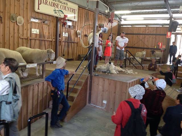 澳大利亚羊毛乐园