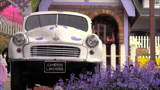 金马伦高原薰衣草园