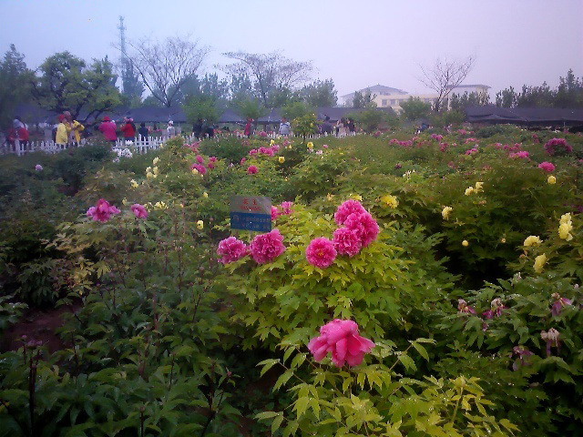 青岛一品天香牡丹园