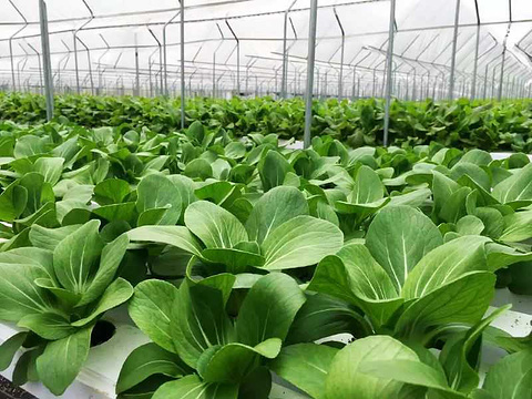 顺德鱼果生态园