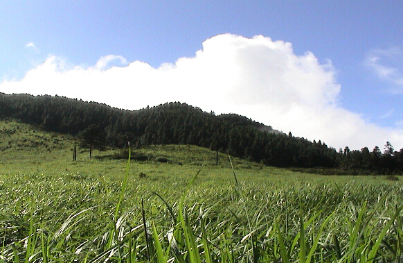 高山草甸
