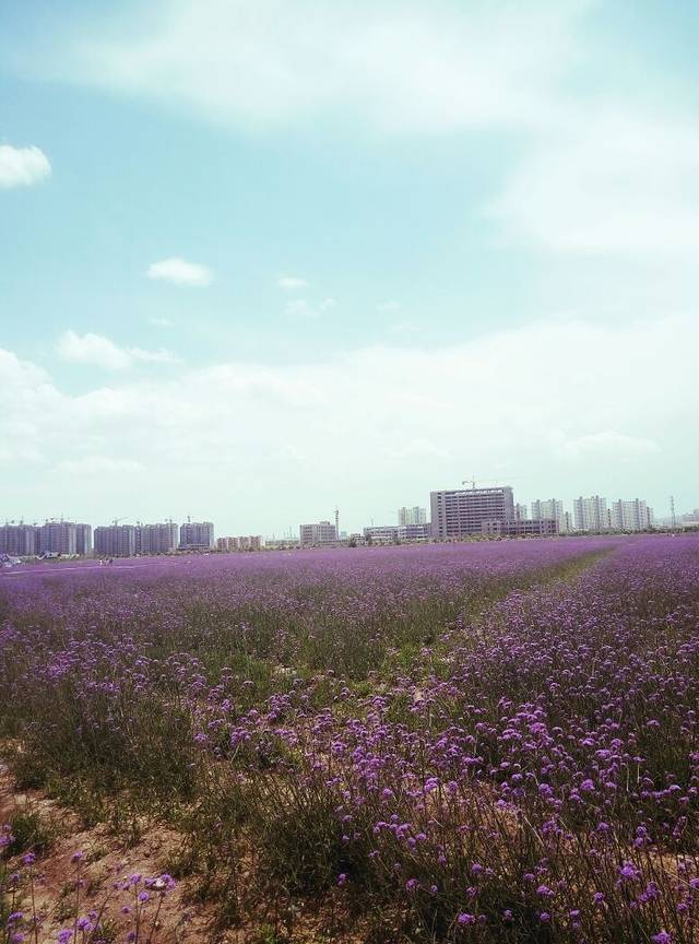紫荆花卉广场-紫金花城基地景区