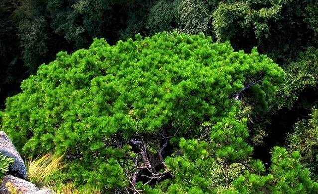 北海景区-扇子松