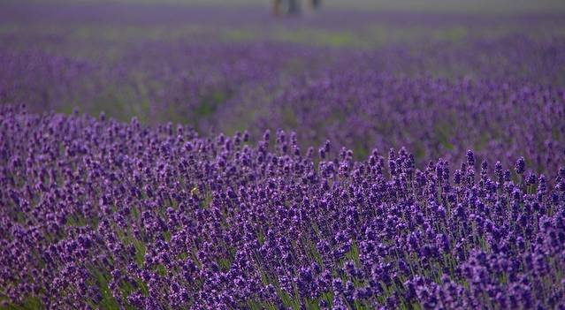 羊之丘薰衣草园