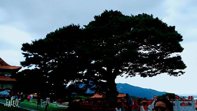 小河龙千年古松