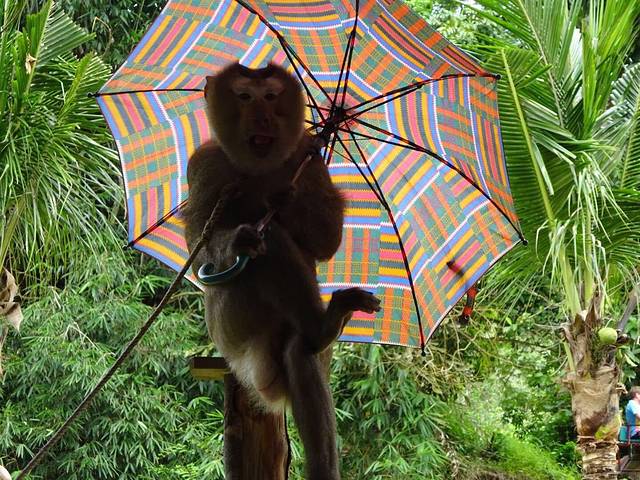 普吉沙法里象园