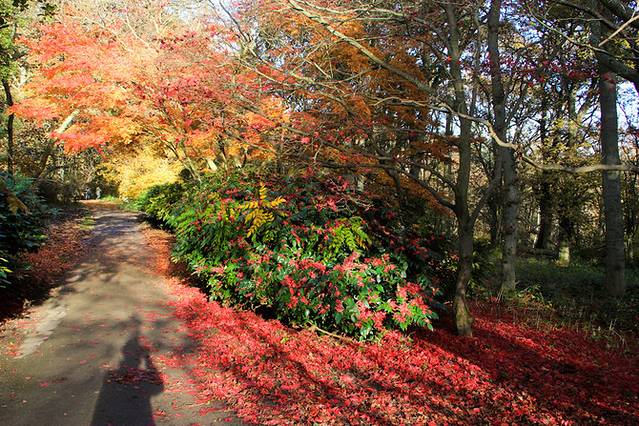 温科沃斯植物园