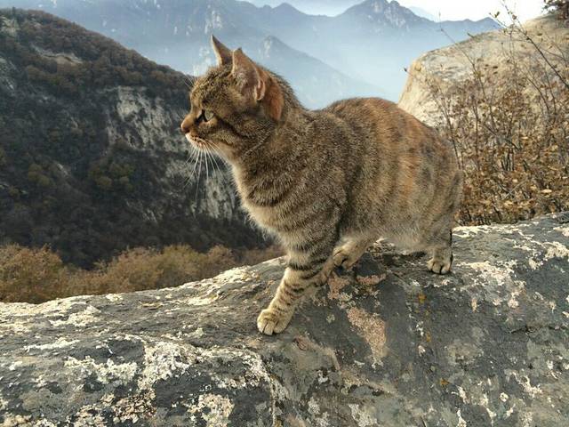 西林禅寺(大茅棚)