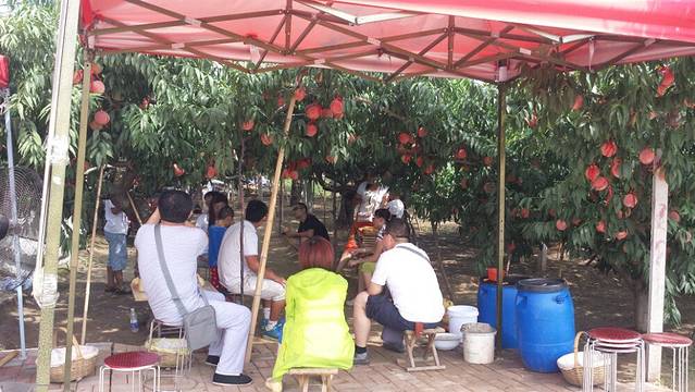 深州蜜桃观光园