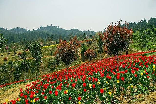 贵州省中亚热带高原珍稀植物园