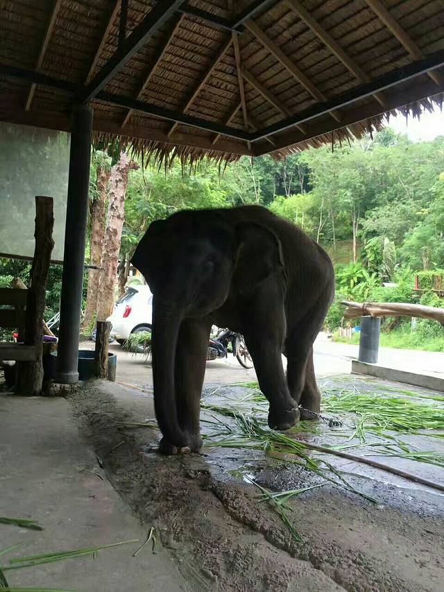 普吉岛卡林海景大象营