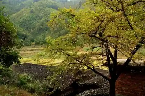 尤溪龙门银杏林