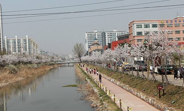 仁川朴有天樱花路