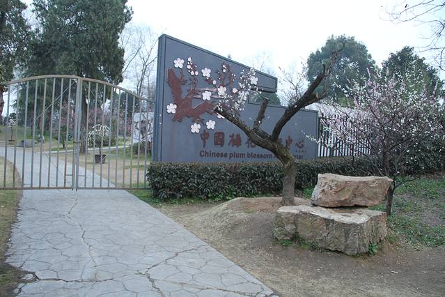 中国梅花艺术中心