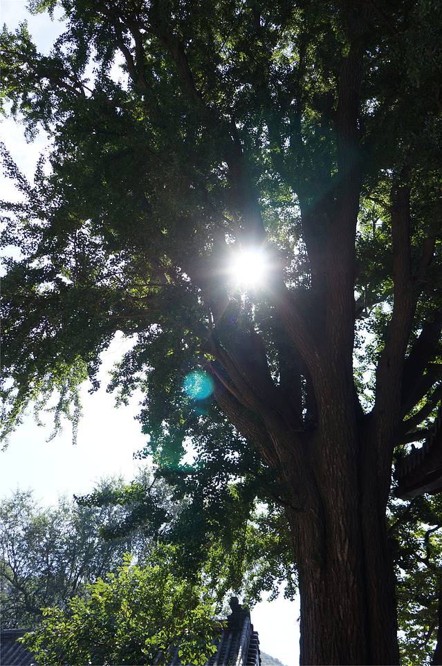 花果山风景区-楸树林