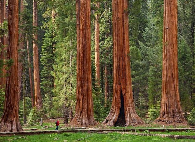 美洲杉国家公园