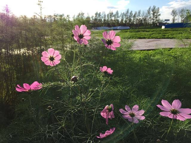 满洲里西山植物园