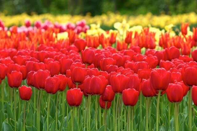 Veldheer Tulip Gardens