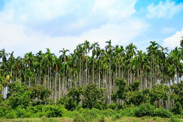 民族和文化而知名,也是动植物的家园,本国就有370种可以食用的水果