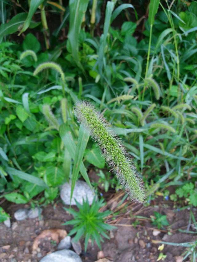 柳河三仙夹国家森林公园