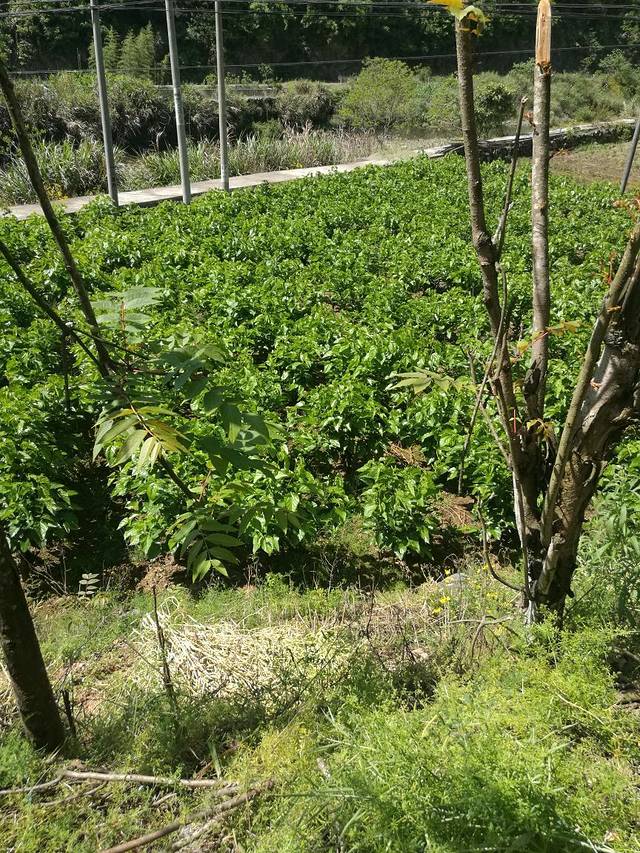 女儿村民俗文化园