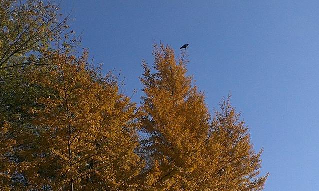 阜成路银杏大道