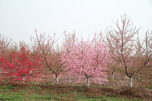 桃蹊水果农场(三十岗基地)