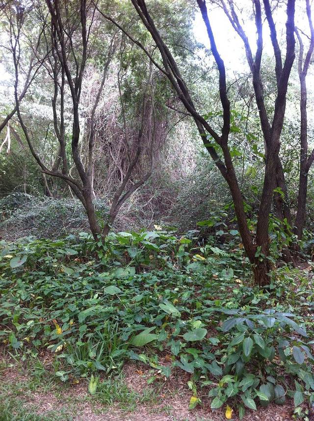 三里新城-中央公园