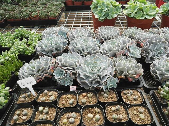 武汉花卉博览园