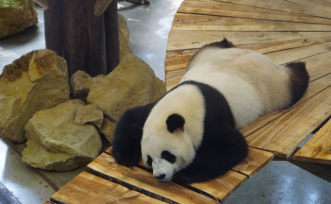 雷嫩旅游景点图片