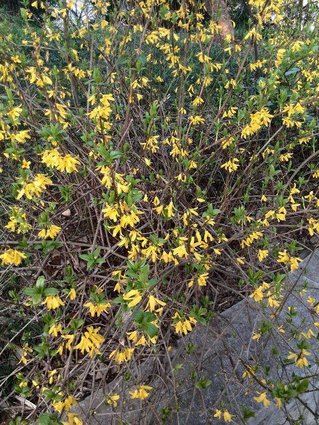 南山风景区-南山竹林景区