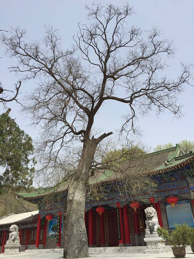 安康凤凰山森林公园