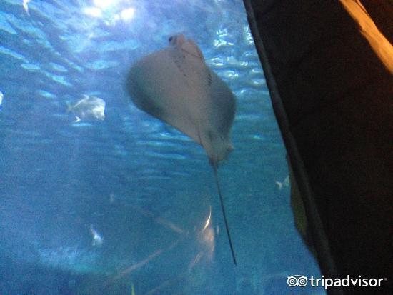 奥杜邦美洲水族馆