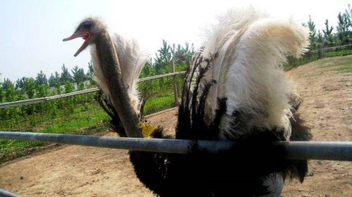 陕西农垦鸵鸟王生态园