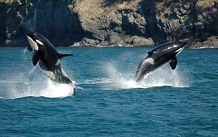 Five Star Whale Watching