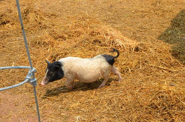 芭堤雅绵羊牧场