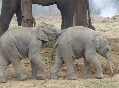 Chitwan Jungle Safari