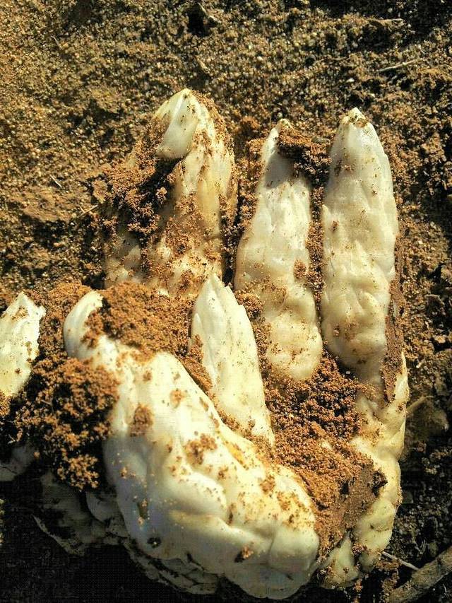 山东临邑邢侗公园