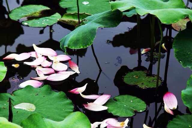 漩门湾国家湿地公园