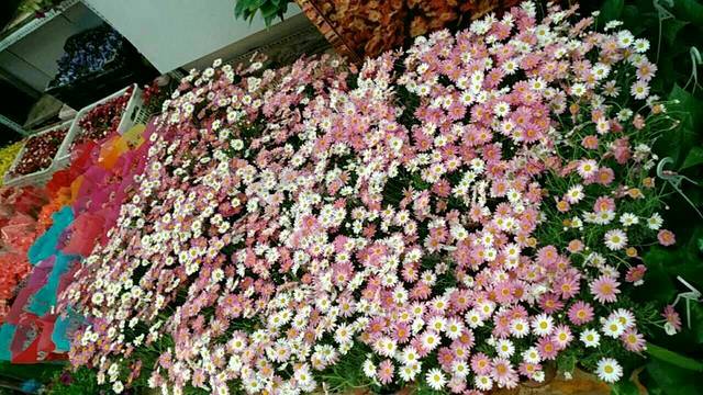 朝来春花卉市场
