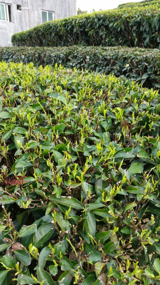 大洋云雾山土特产