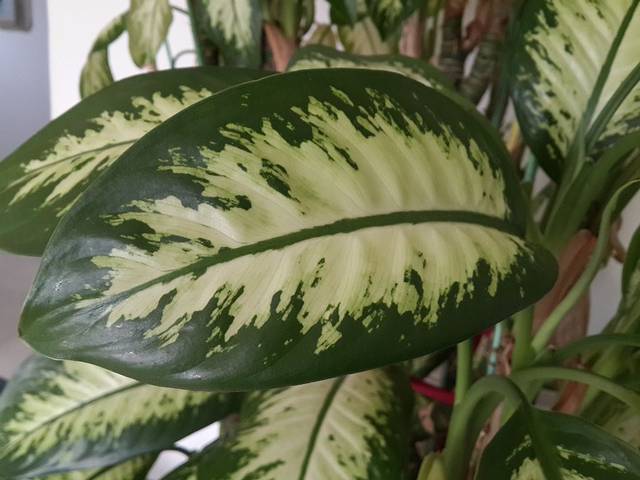 锦绣盛龙花卉文宠市场(复兴商贸城店)