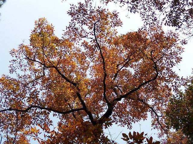 南京紫金山庄·湖畔自助餐厅