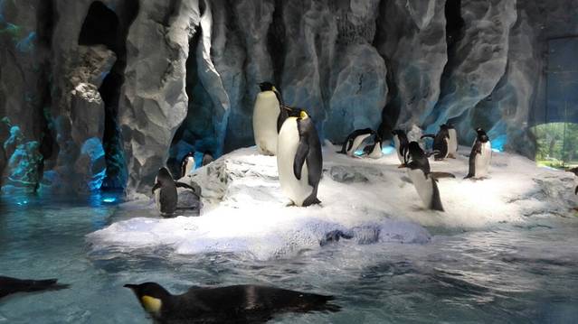 长隆企鹅酒店喷泉广场餐厅